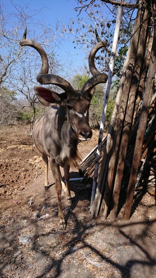 Svh Bush Lodge Marloth Park Εξωτερικό φωτογραφία
